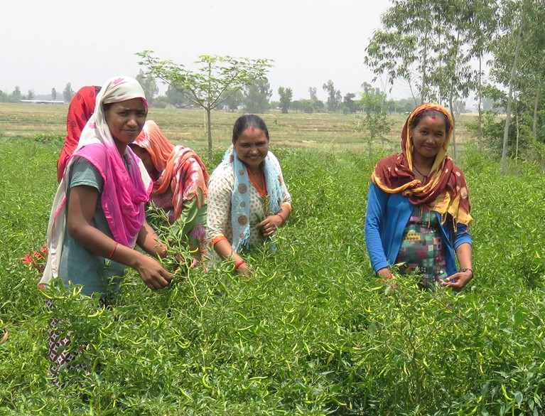 Nepal Livelihood and Resilience Program (NLRP). Photo credit: Eleanor Trinchera/Caritas Australia.